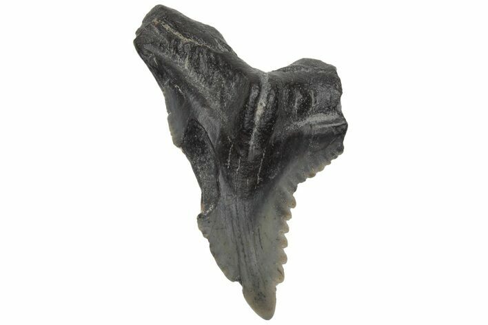 Bargain, Snaggletooth Shark (Hemipristis) Tooth - South Carolina #211680